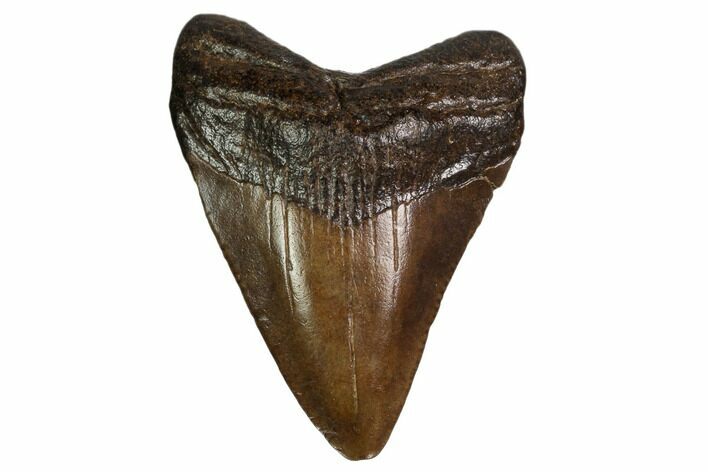 Juvenile Megalodon Tooth - Georgia #158778